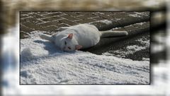 Schnee-Katze