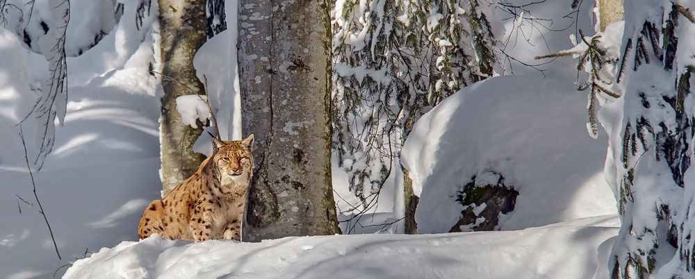 SCHNEE-KATZE (Kuder?)