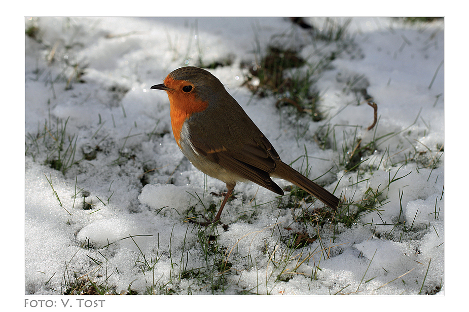 "Schnee-Kehlchen"