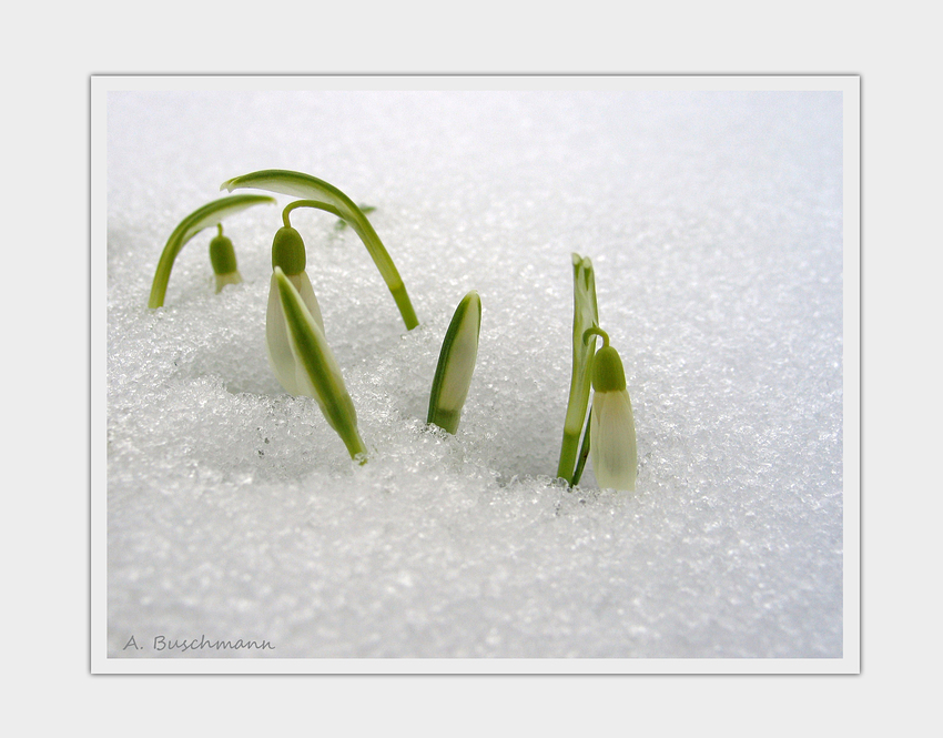 Schnee-Knöspchen