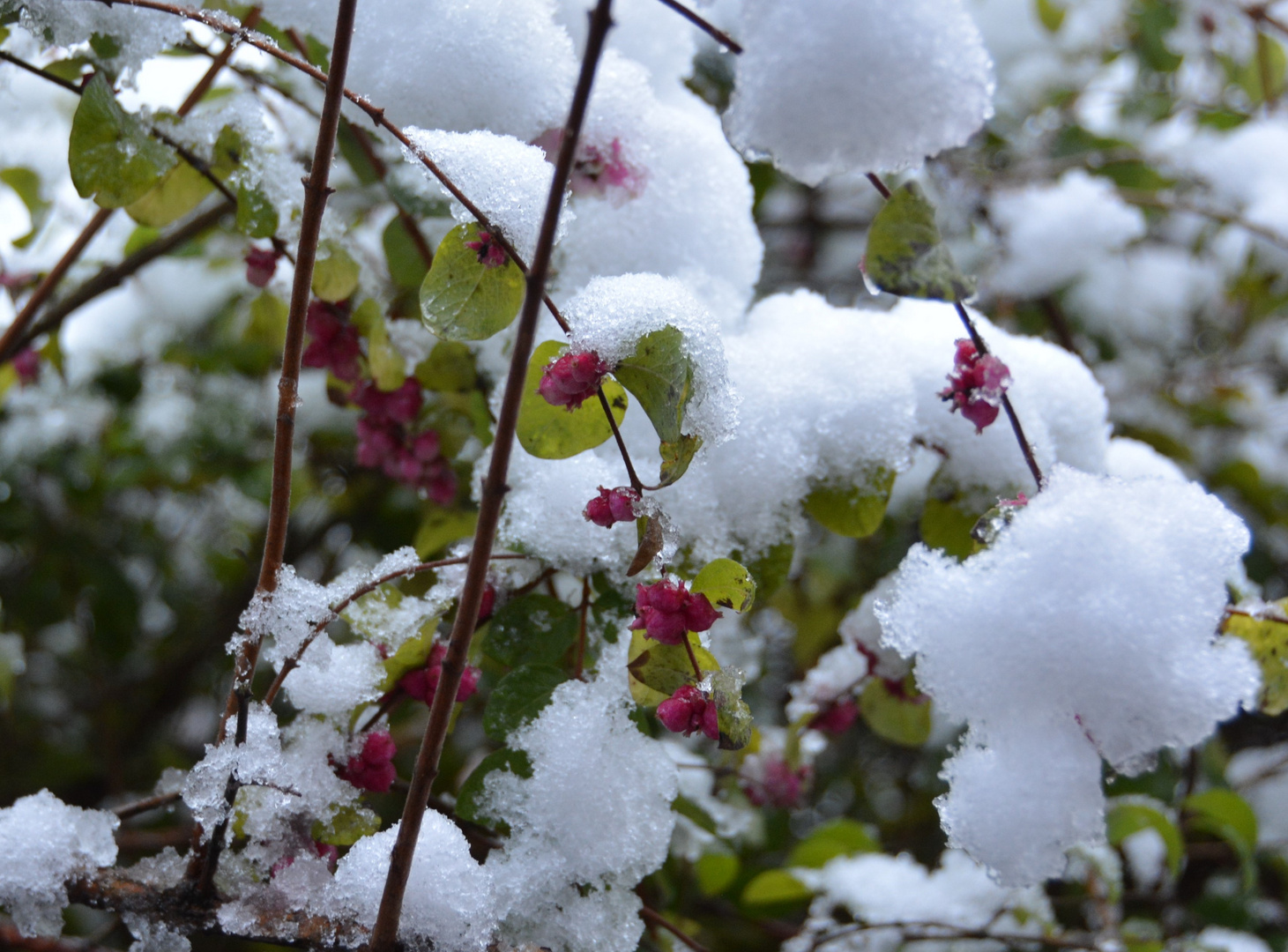 Schnee-Knospen