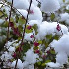 Schnee-Knospen