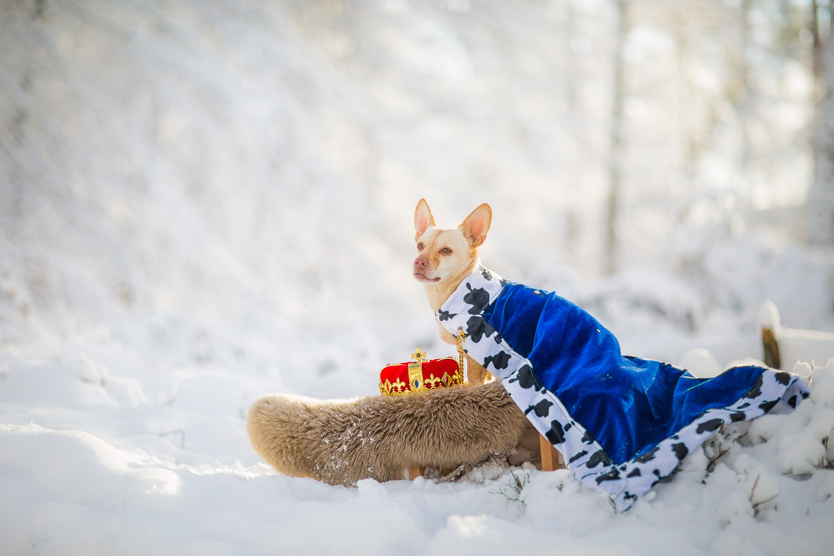 ... Schnee-König ...