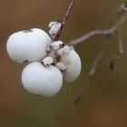 Schnee kommt bald