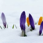 Schnee-Krokusse