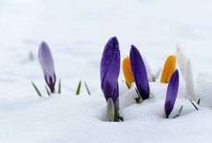 Schnee-Krokusse