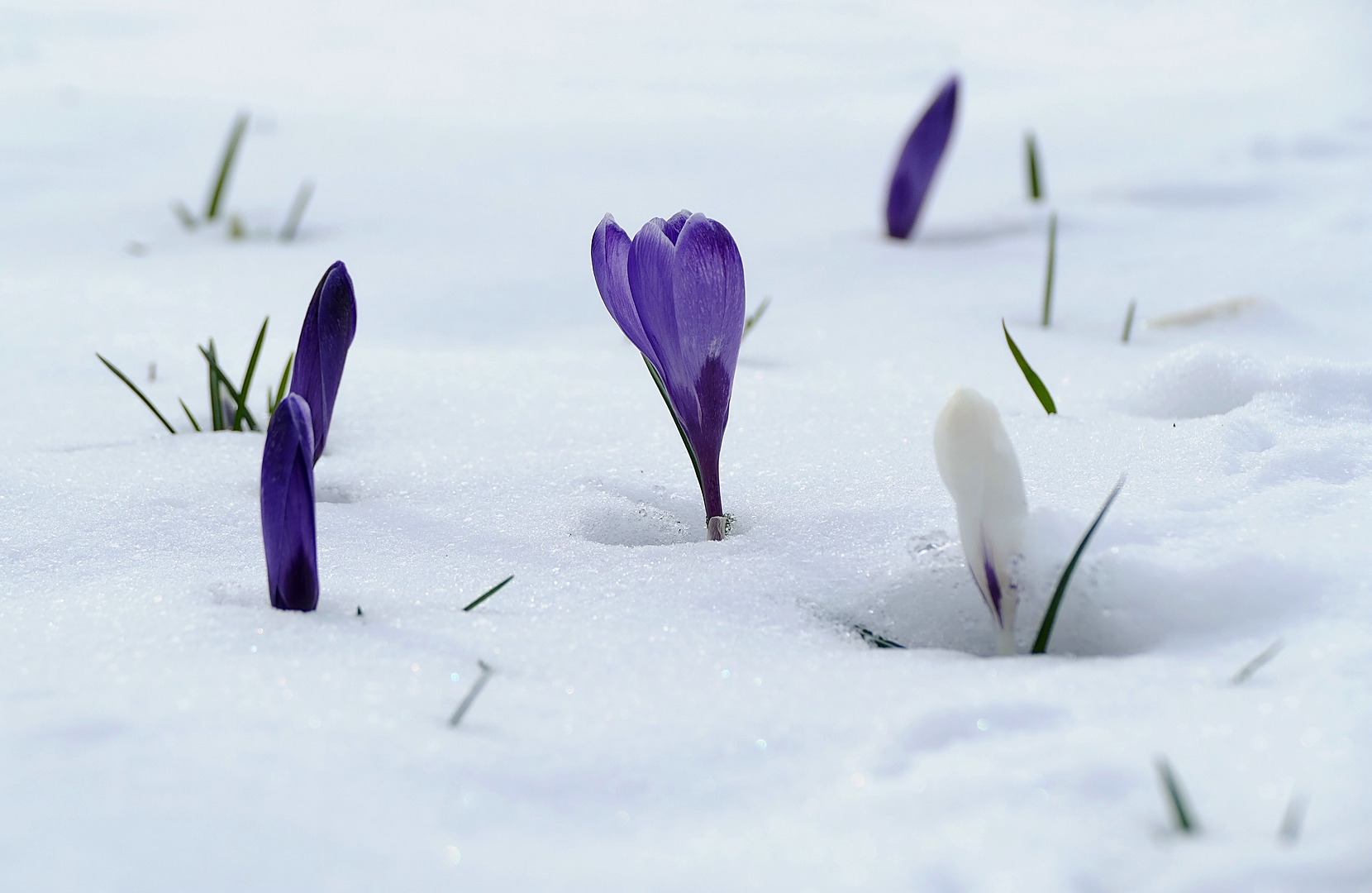 Schnee-Krokusse