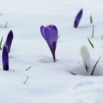 Schnee-Krokusse