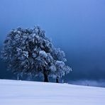 Schnee kündigt sich bei den Wetterbuchen an