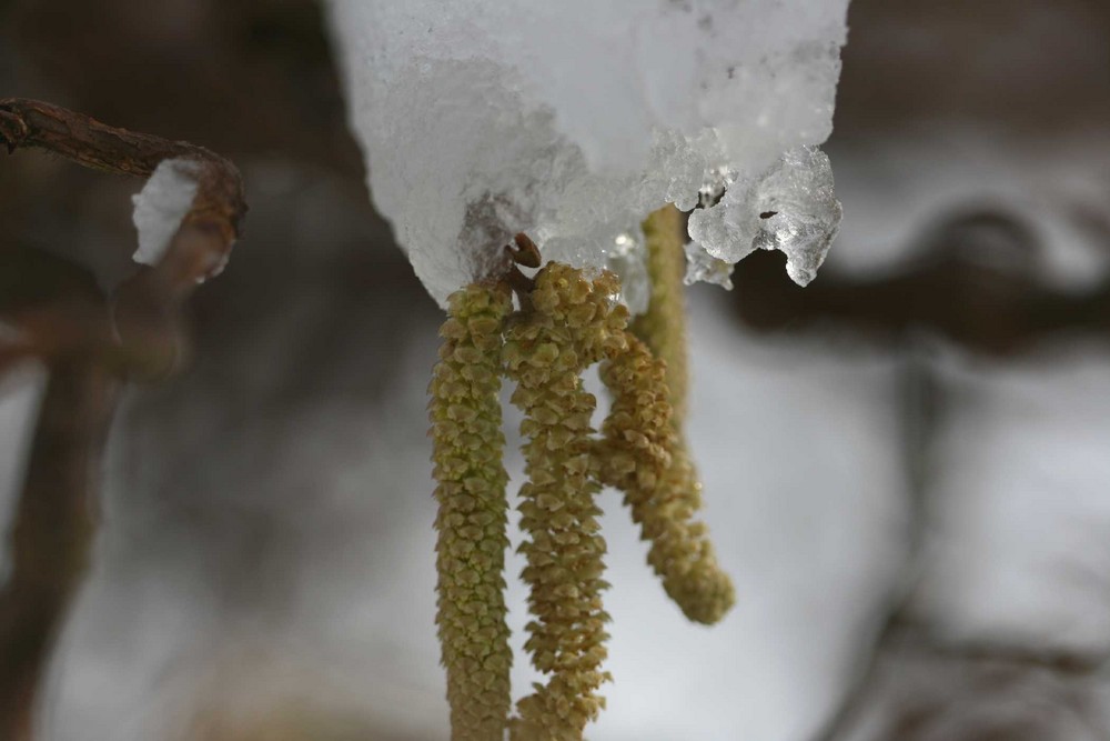 Schnee küsst Haselkätzchen