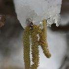 Schnee küsst Haselkätzchen