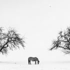 Schnee lag auf der grünen Flur....