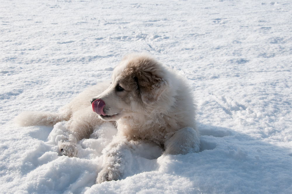 Schnee.... lecker!