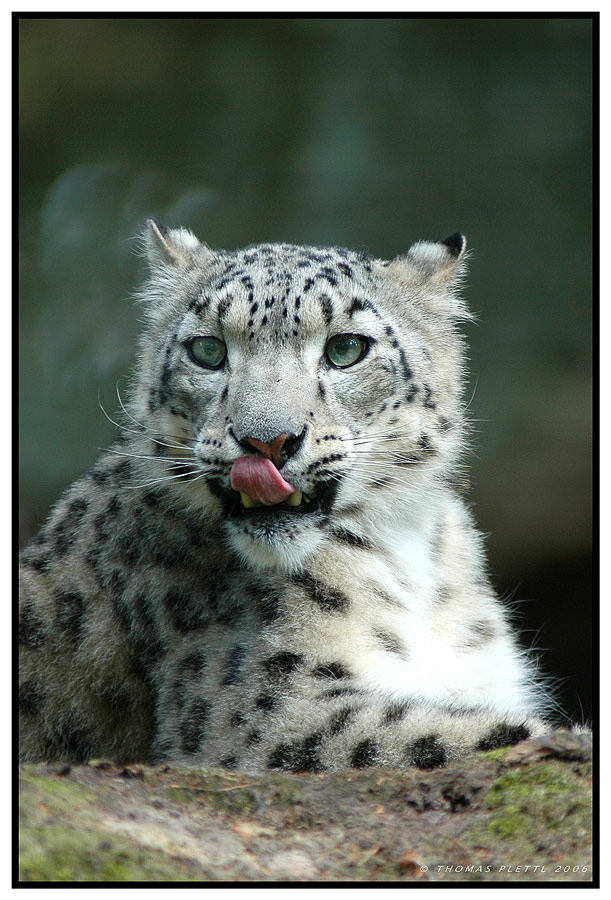 * Schnee-leopard *