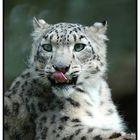 * Schnee-leopard *