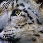 Schnee Leopard 02