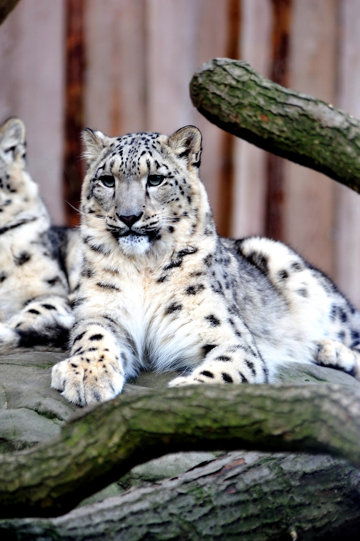 Schnee Leopard 03