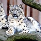 Schnee Leopard 03