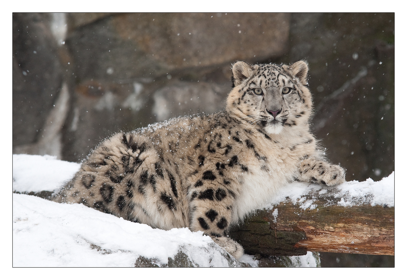 Schnee Leopard