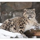 Schnee Leopard