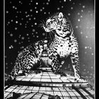 Schnee-Leopard