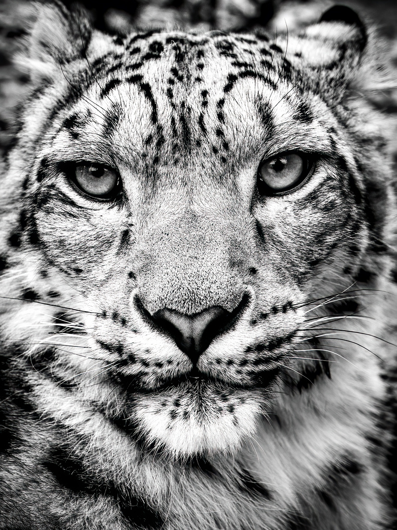 Schnee Leopard