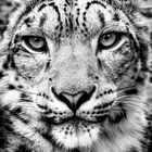 Schnee Leopard