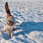 Schnee Leopard auf kleinen Pfoten