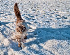 Schnee Leopard auf kleinen Pfoten