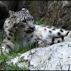 Schnee & Leopard