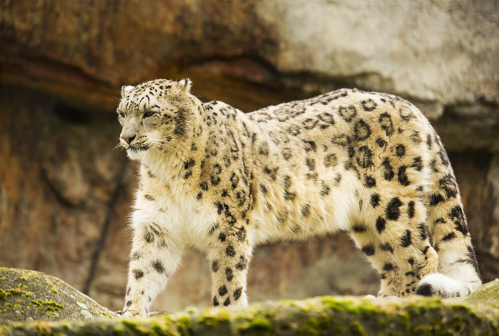 Schnee-Leopard