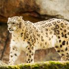 Schnee-Leopard