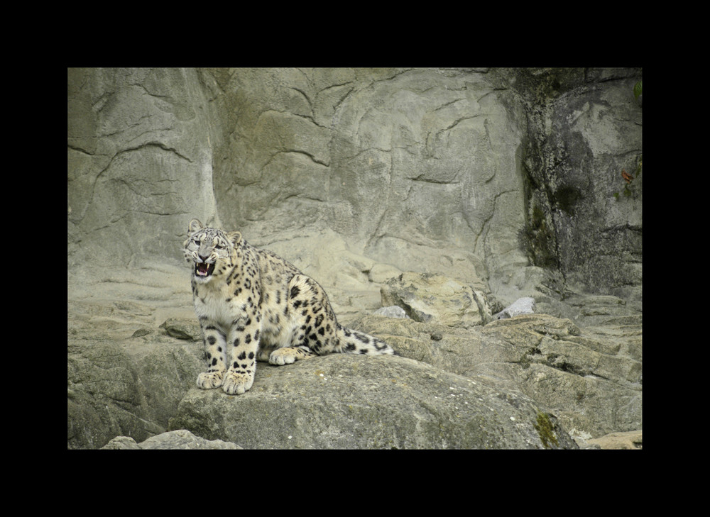 schnee leopard