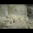schnee leopard