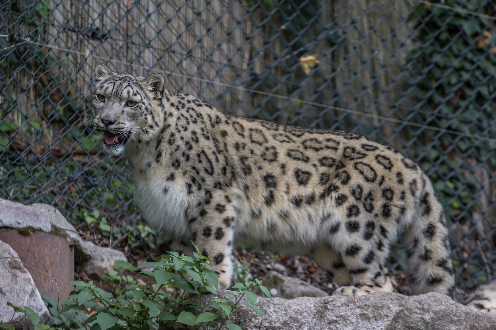 Schnee-Leopard