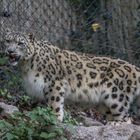 Schnee-Leopard