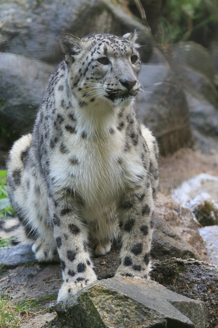 Schnee Leopard