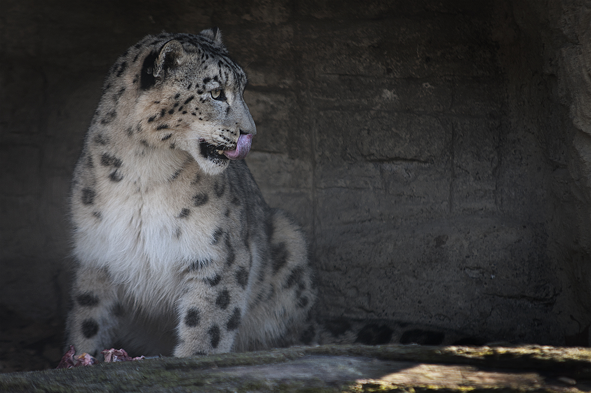 Schnee Leopard I