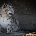 Schnee Leopard I