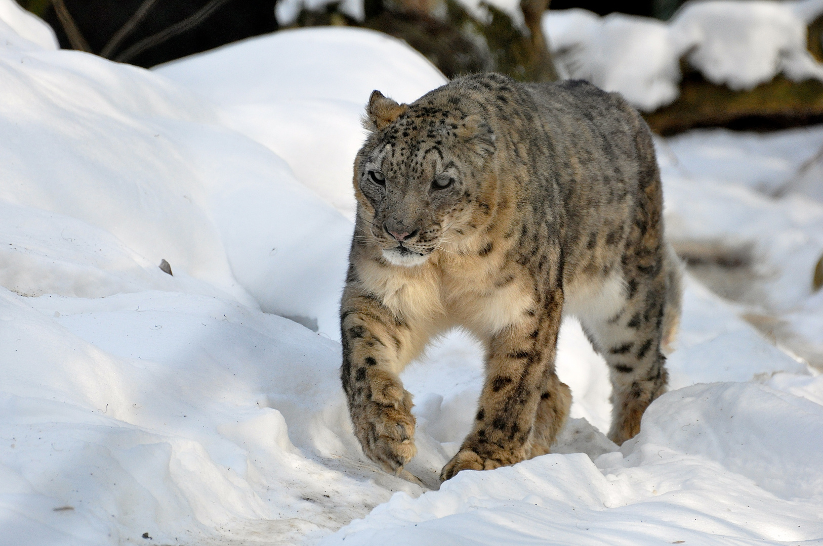 Schnee Leopard im tiefen Schnee