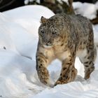 Schnee Leopard im tiefen Schnee