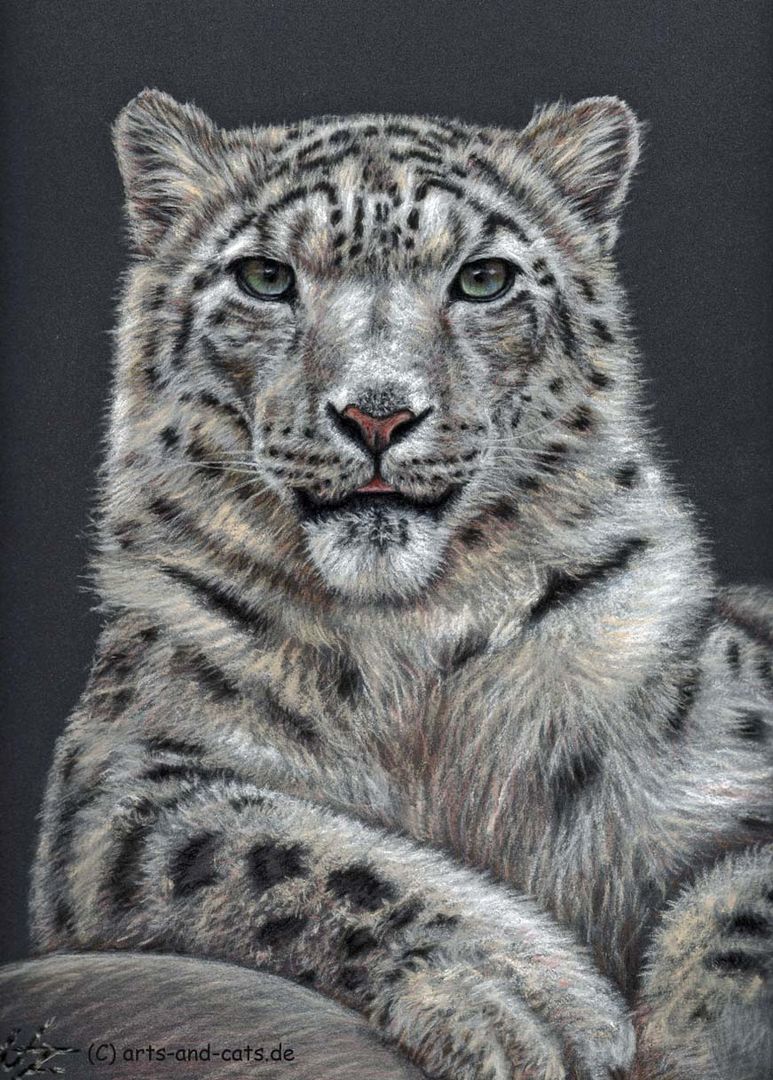 Schnee-Leopard - Snow Leopard