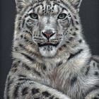 Schnee-Leopard - Snow Leopard