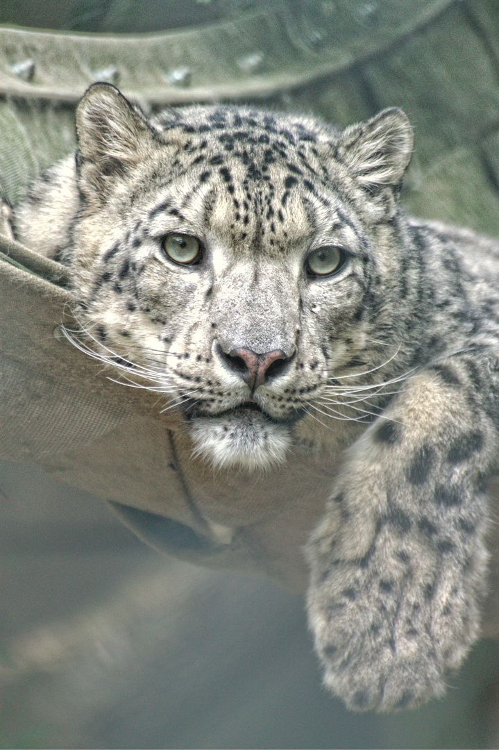 Schnee Leopard Zoo wuppertal