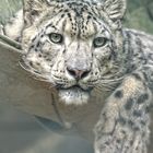 Schnee Leopard Zoo wuppertal