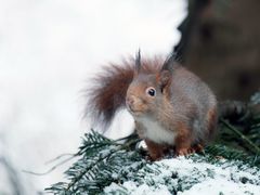 Schnee liegt in der Luft