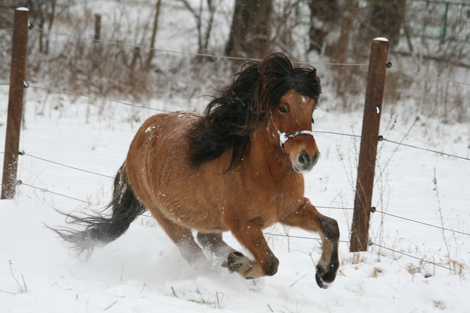 Schnee macht high - eindeutig zweideutig :-)