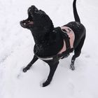 Schnee macht Hunde froh