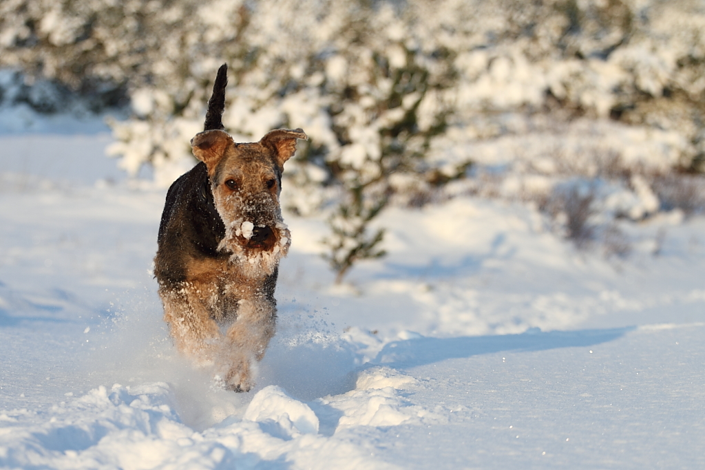 Schnee macht schee ...