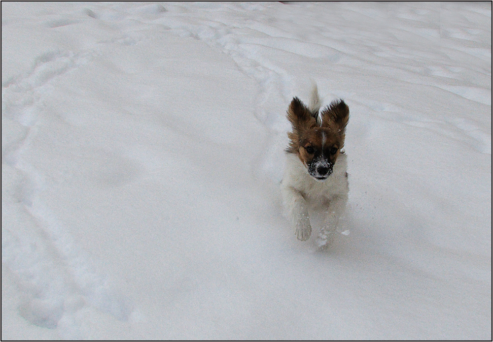 Schnee macht soviel Spass